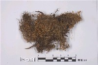 藏品(刺邊合葉蘚)的圖片